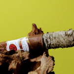 005 Rocky Patel Sungrown Maduro Box pressed 01